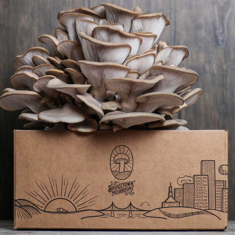 Mushroom Grow Kits - by Bridgetown Mushrooms T9